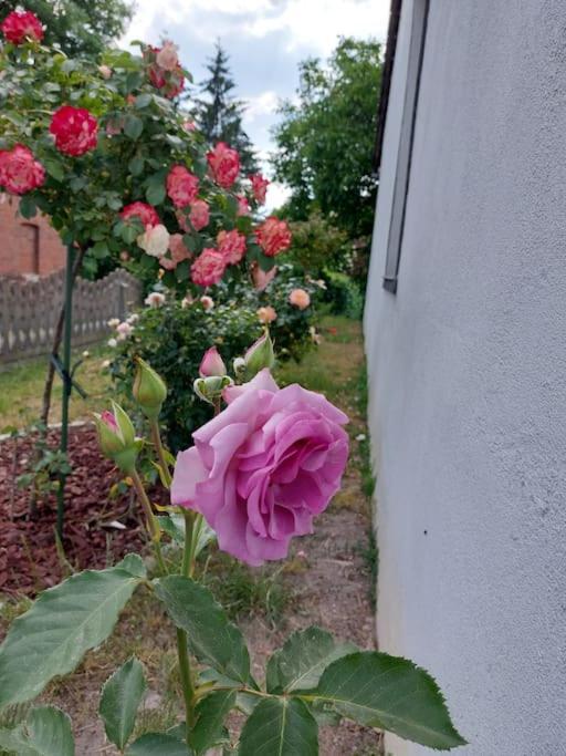 Apartment Oak House Nowy Dworek